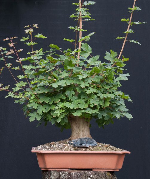 Acer_Käflein1.jpg
