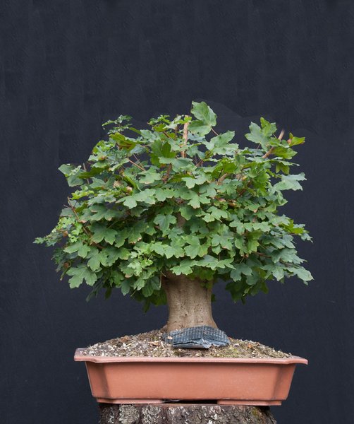 Acer_Käflein2.jpg