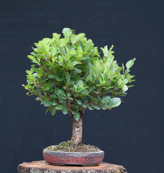 Crataegus.jpg