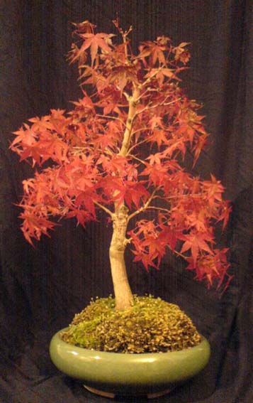 acerherbst2005.jpg