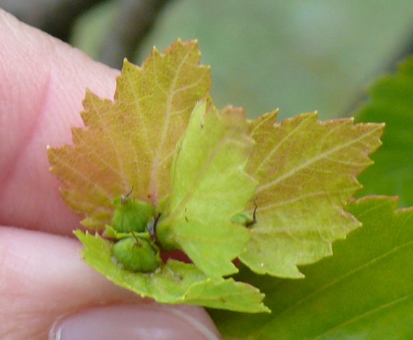 P1090046k.JPG