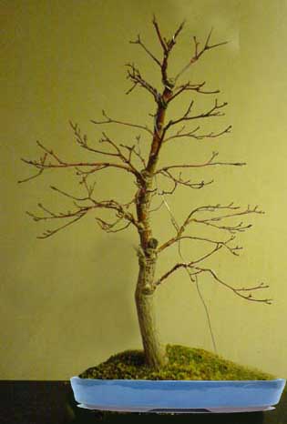 _acerpalmatum Kopie.jpg