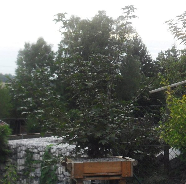 SDC13065.JPG