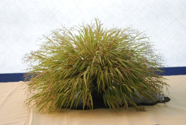 Hakonechloa_AUER_Ratingen_FotoGary.jpg