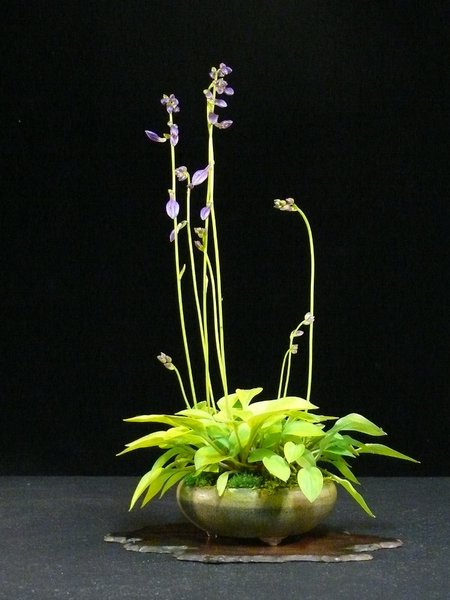Hosta_HeikevG.JPG