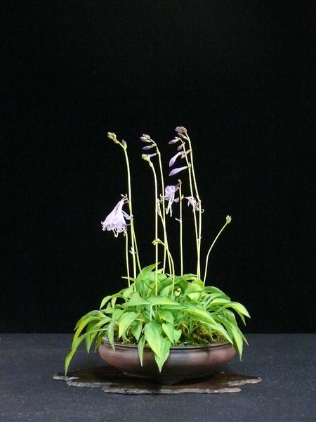 Hosta_Twist_of_Lime_HeikevG.JPG