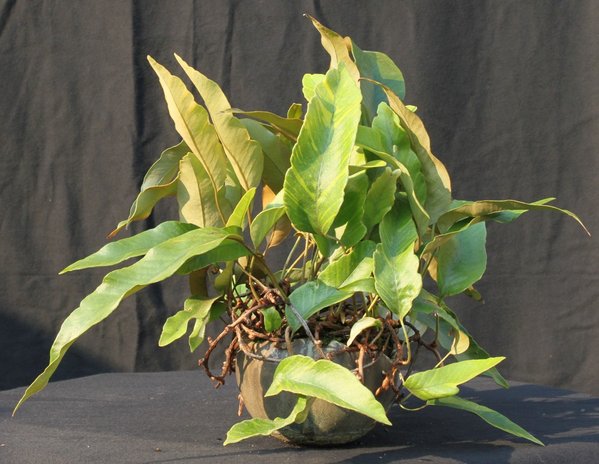 Pyrrosia_lingua_ogon_nishiki_Arkadius.JPG