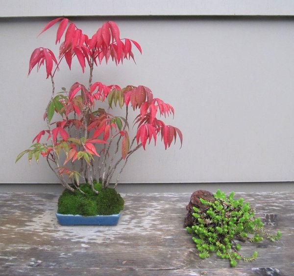 rhus succedanea_Level320.jpg
