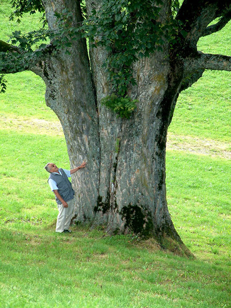 Das ist kein Zwerglein, das ist ein ausgewachsener Mann. Der Baum ist gigantisch