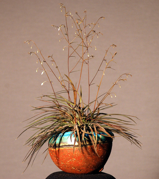 Arthropodium_klauso.jpg