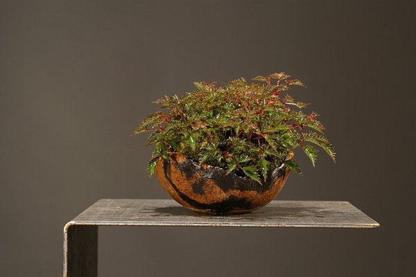 Astilbe_HerbertA.jpg