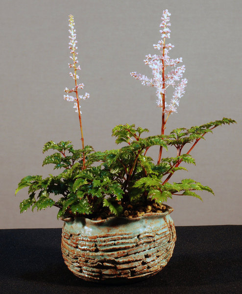 Astilbe_perkeo_Klauso_Takahamapot.jpg