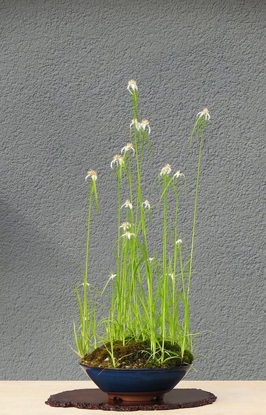 Dichromena_colorata_Sternsumpfgras_Gary.jpg