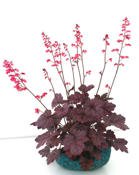 Heuchera_Spellbound_achim73_DBpot_k.jpg