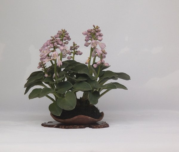 Hosta_Mouse_ears_PKpot_Odoridori.jpg