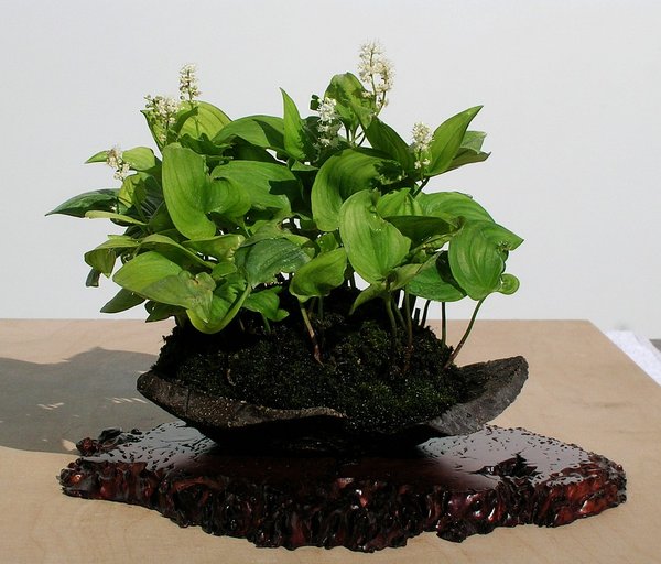 Maianthemum_Gary.jpg