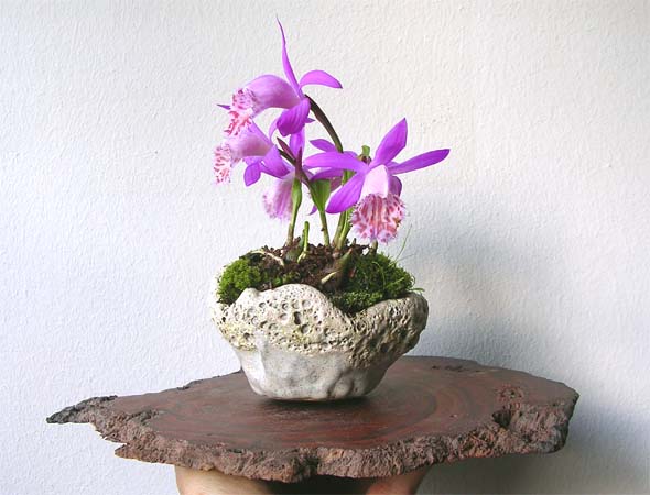 Pleione formosana_PetraK.jpg