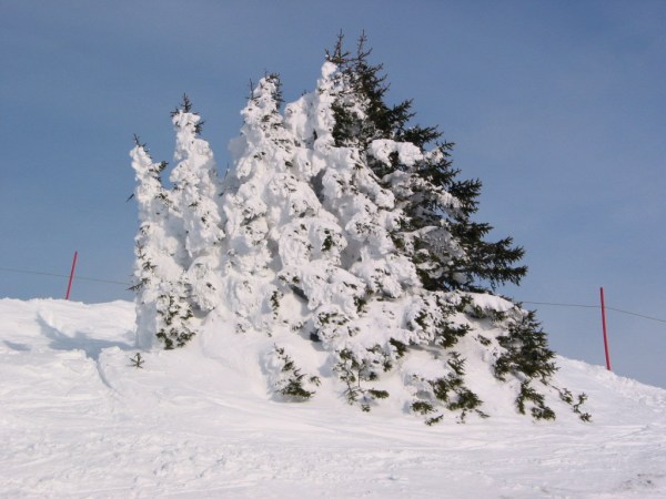 Bäume im Schnee.jpg