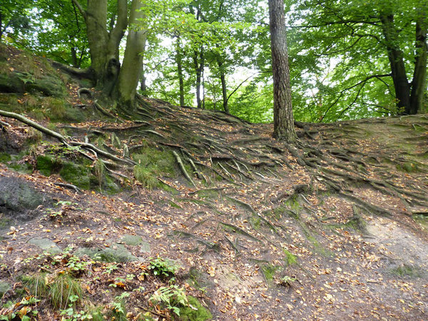 P1180564.JPG