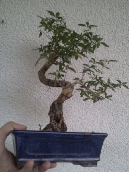 Serissa Foetida Nr.1