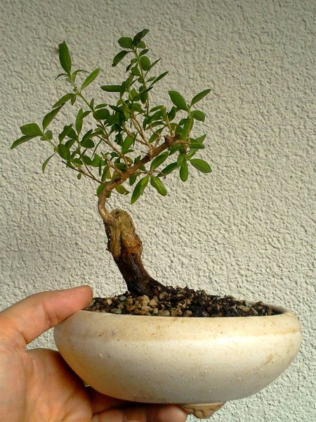 Serissa Foetida Nr.1