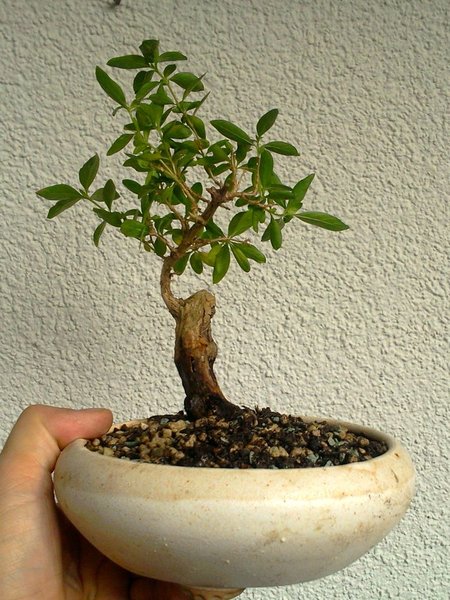 Serissa Foetida Nr.1