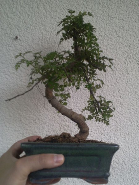 Szechuanpfeffer