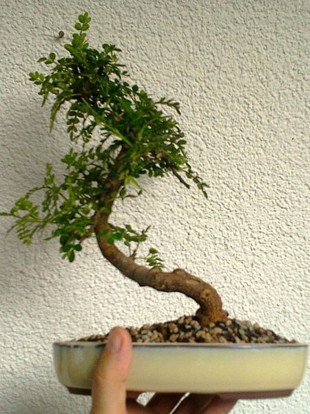 Szechuanpfeffer