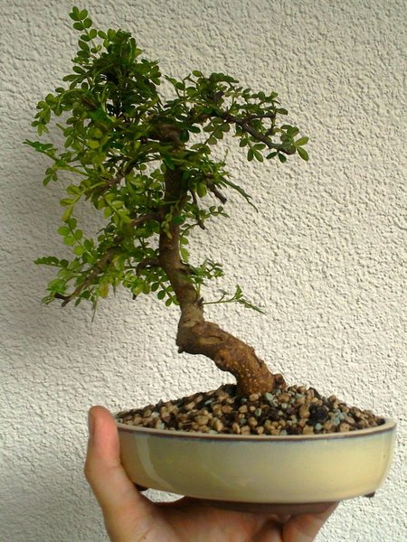 Szechuanpfeffer