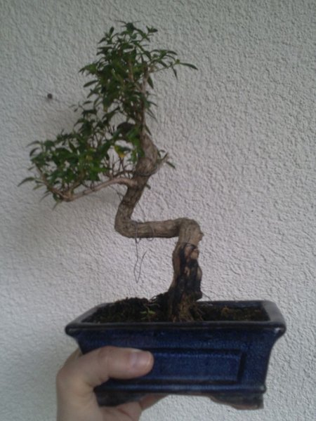 Serissa Foetida Nr.2