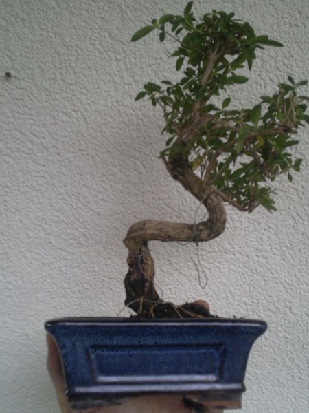 Serissa Foetida Nr.2