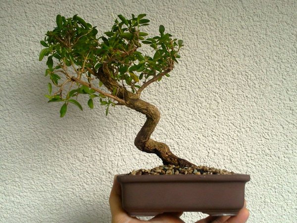 Serissa Foetida Nr.2