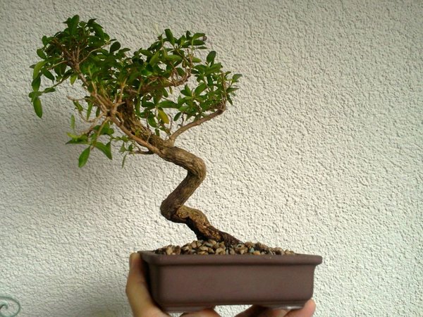 Serissa Foetida Nr.2