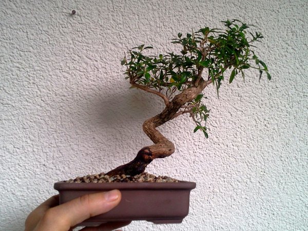 Serissa Foetida Nr.2