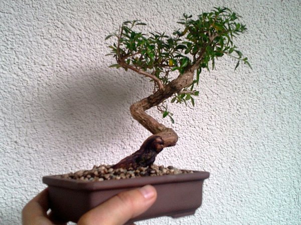 Serissa Foetida Nr.2