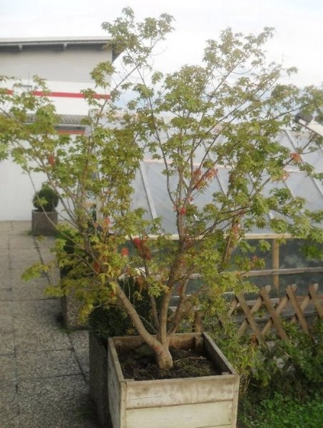 Vor dem Schnitt im Lehmklumpen ca 150kg schwer...