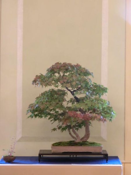 CIMG0984.jpg