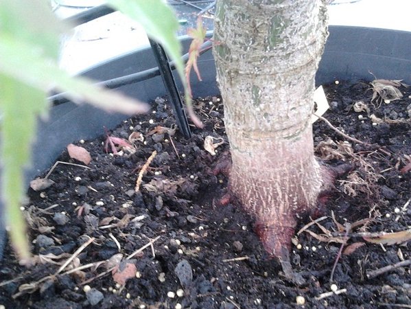 bonsai3.jpg