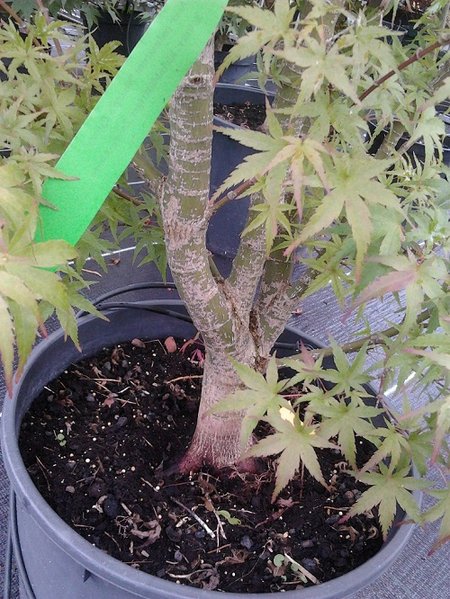 bonsai4.jpg