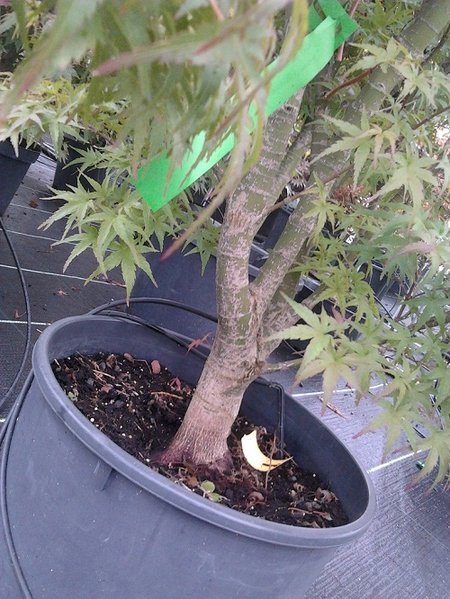 bonsai5.jpg