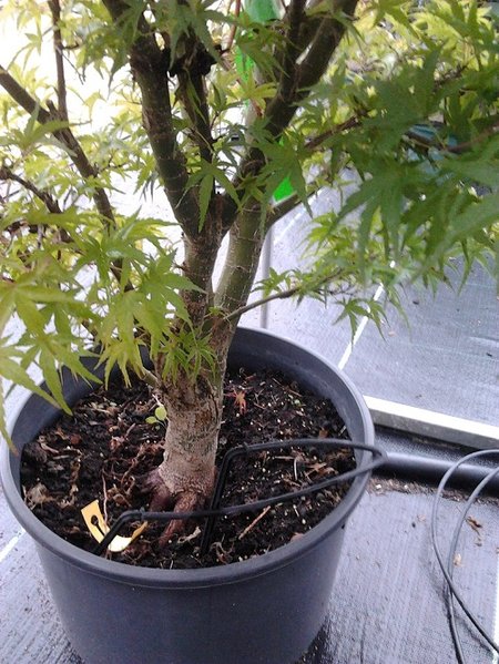 bonsai6.jpg
