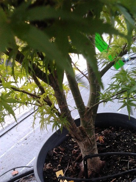 bonsai7.jpg