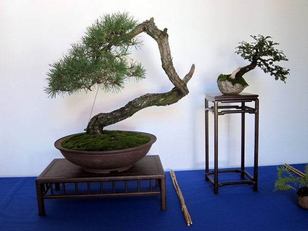 Pinus links und Prunus spinosa rechts - die scheinen sich nicht zu mögen