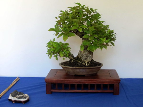 Weigelia