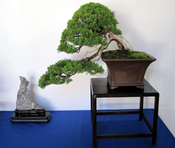 Juniperus