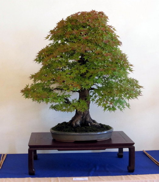 Acer palmatum - mächtig