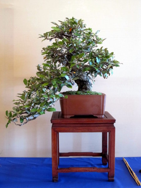 Elaeagnus pungens