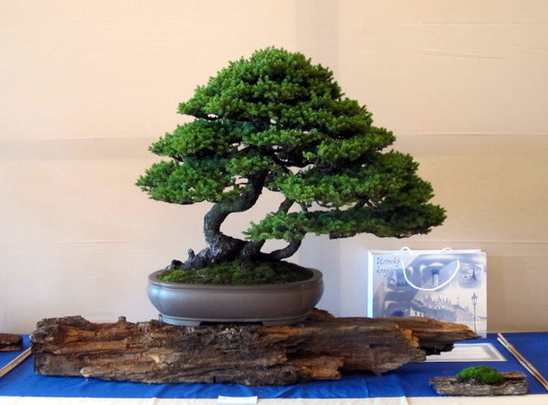 Picea - verdienter Preisträger