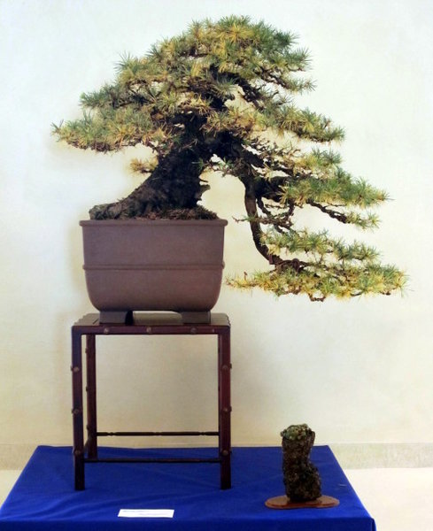 Larix