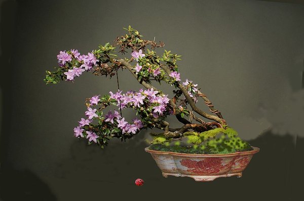 k-herb 7a.jpg